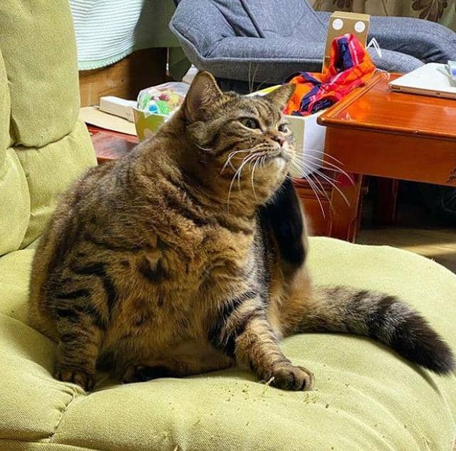 猫咪叫猫奴什么原因