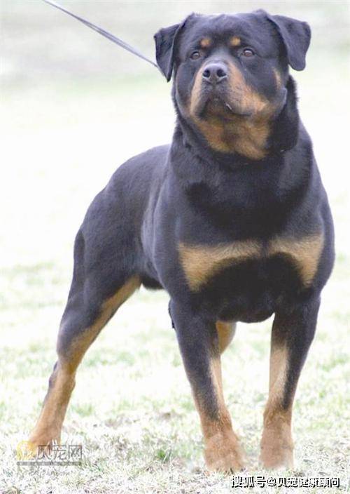 狗狗经期吃什么？